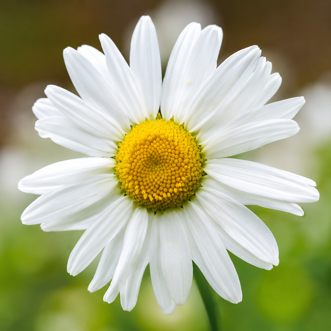 Roman Chamomile 이미지
