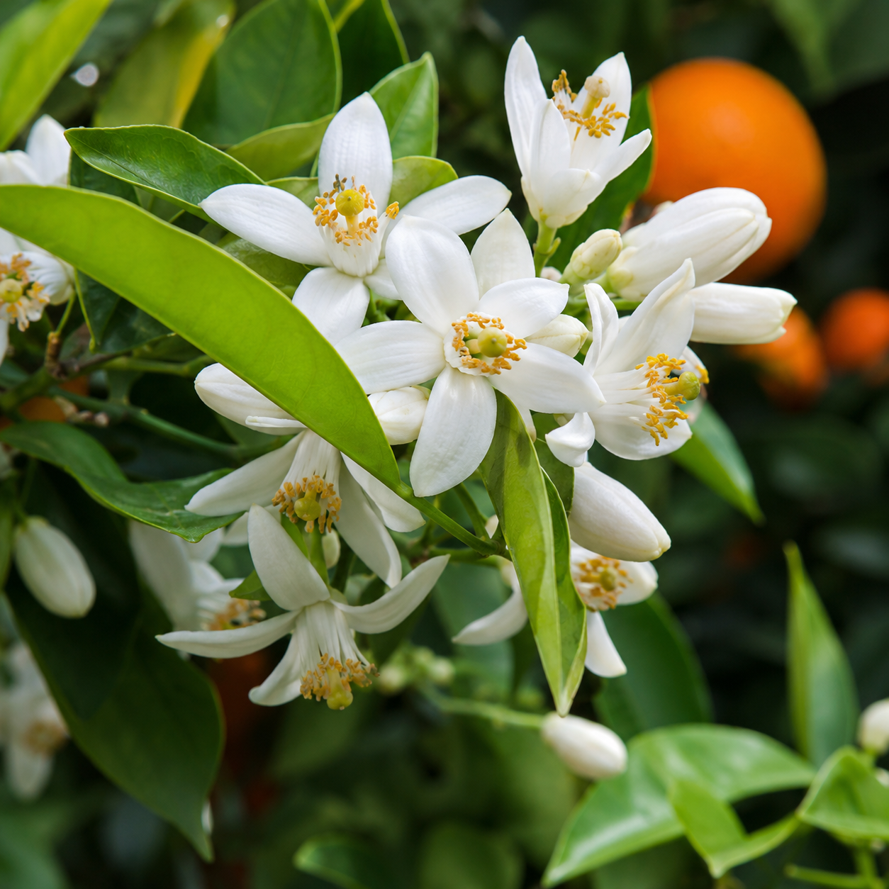 Neroli 이미지