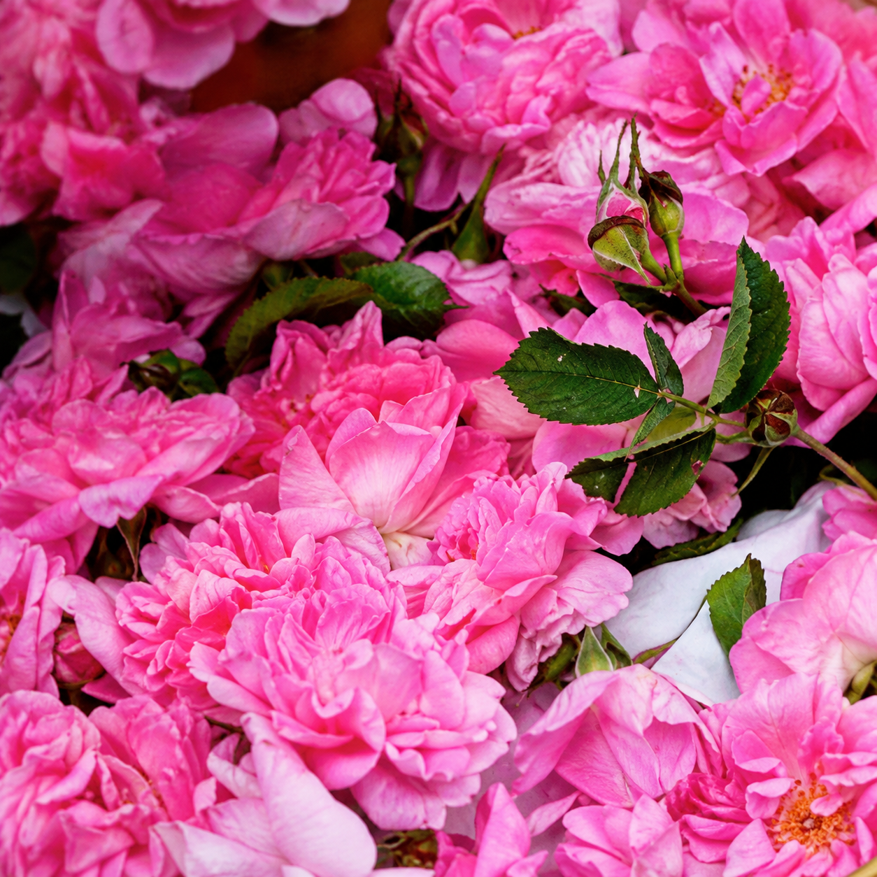 Bulgarian rose 이미지