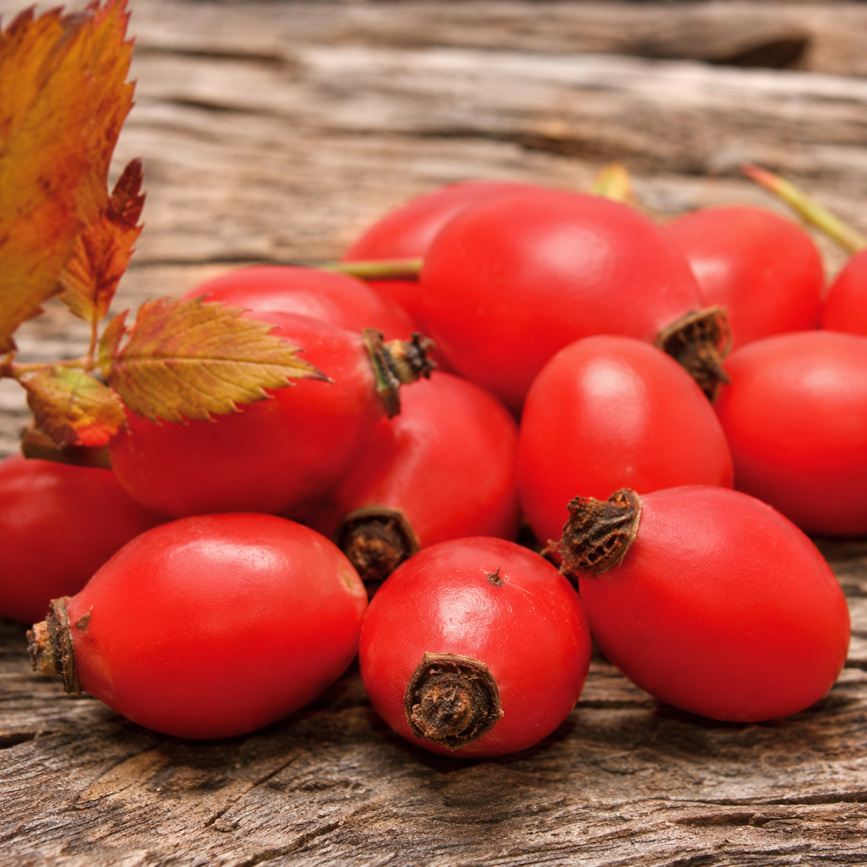 Rosehip 이미지