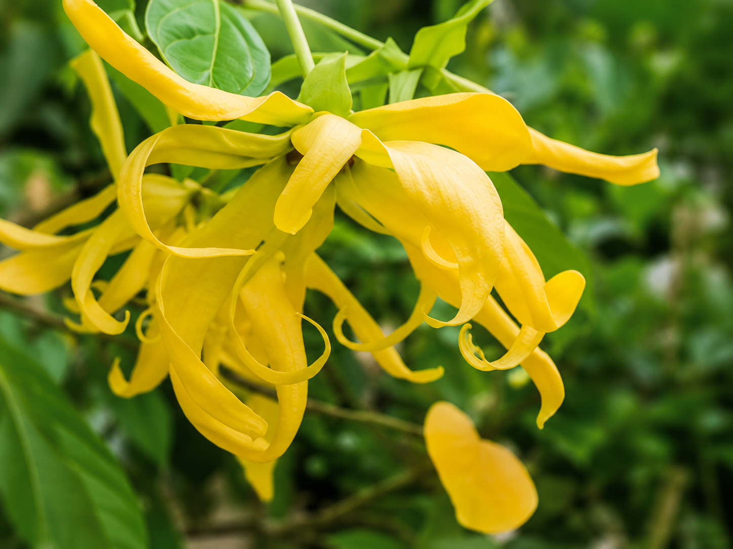 Ylang-ylang이미지