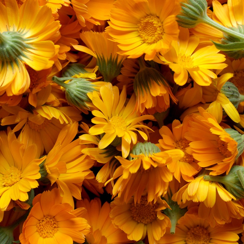 Bitter orange 이미지